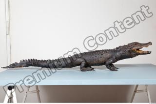 Crocodile body photo reference 0071